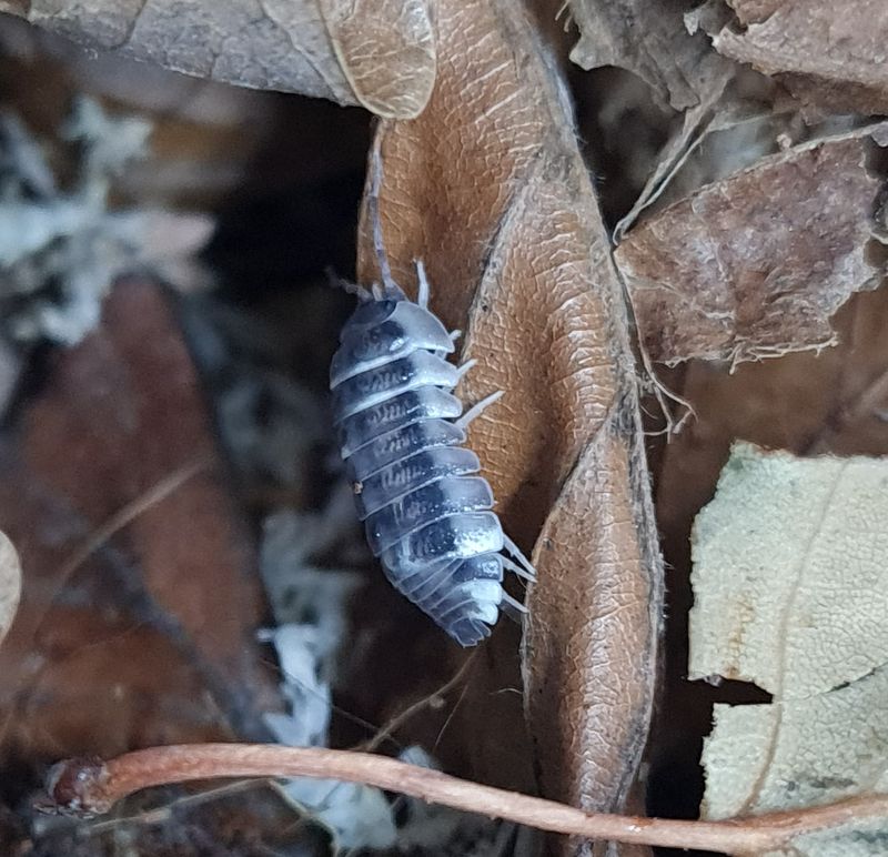 Armadillidium corcyraeum "silver"