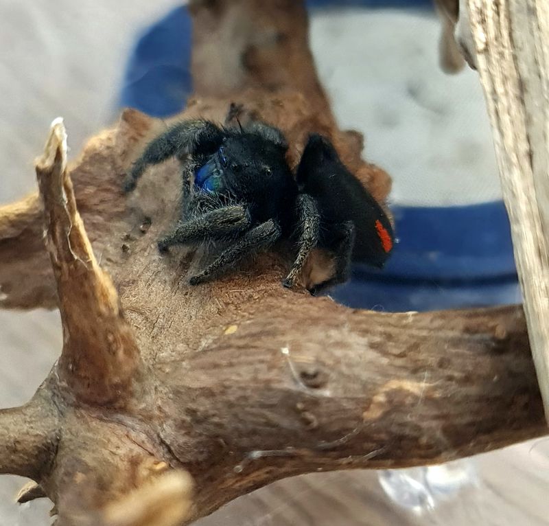 Phidippus Ardens