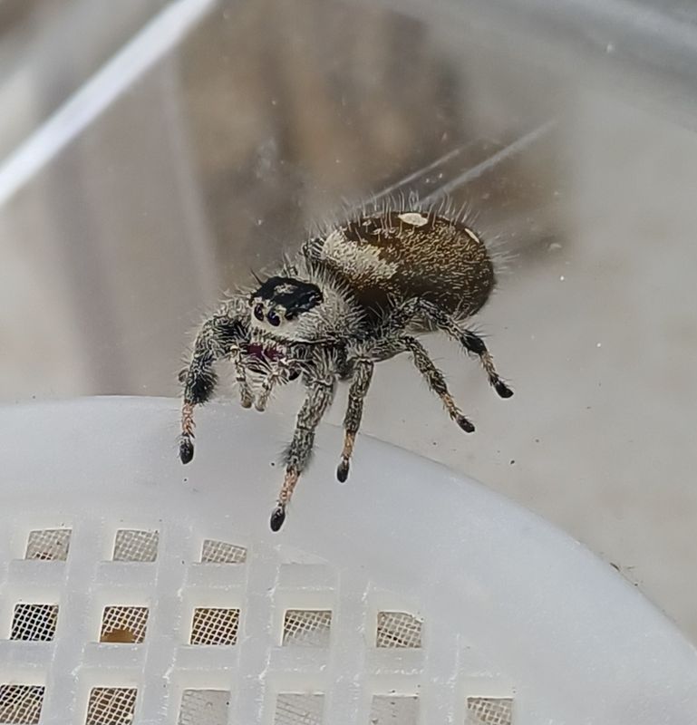 Phidippus Regius "Dos Gardenas"