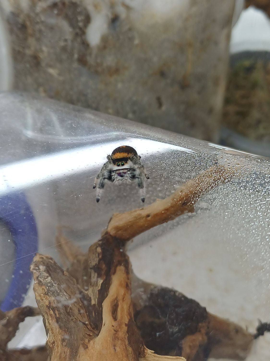 Phidippus regius Rastafari "blue Mountain"