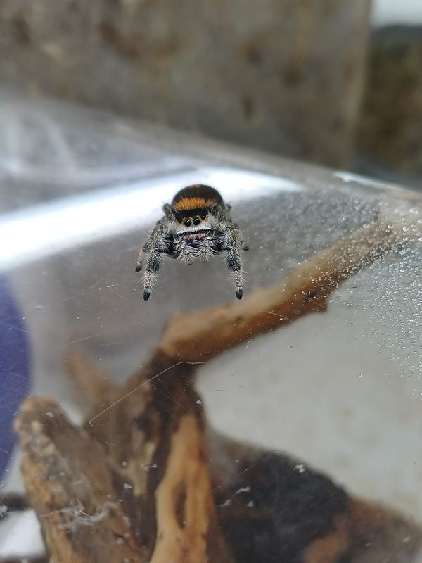 Phidippus regius Rastafari "blue Mountain"
