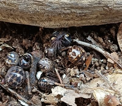 Glomeris hexasticha/ pilmiljoenpoten