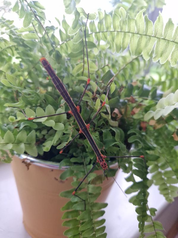 Oreophoetus peruana PSG 84