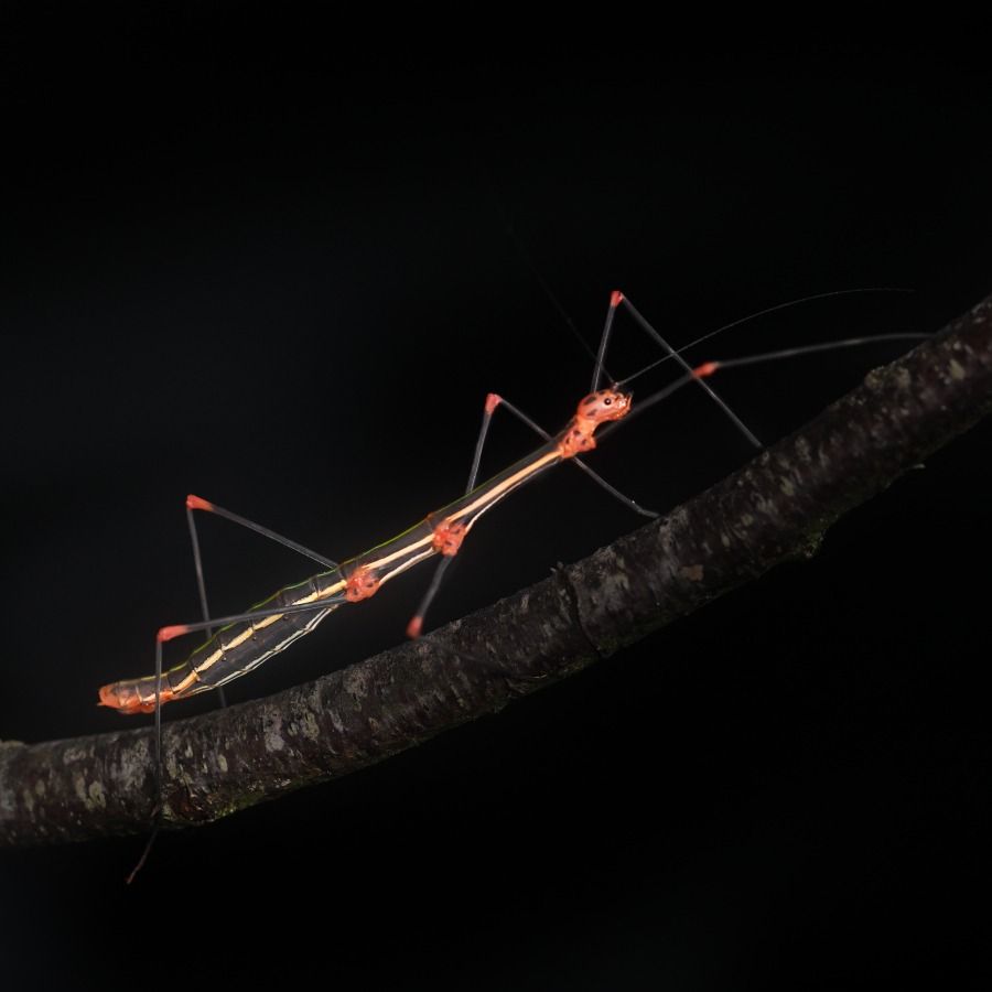 Oreophoetus peruana PSG 84