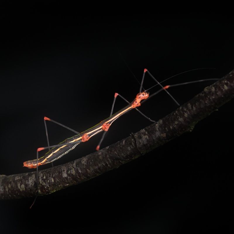 Oreophoetus peruana PSG 84