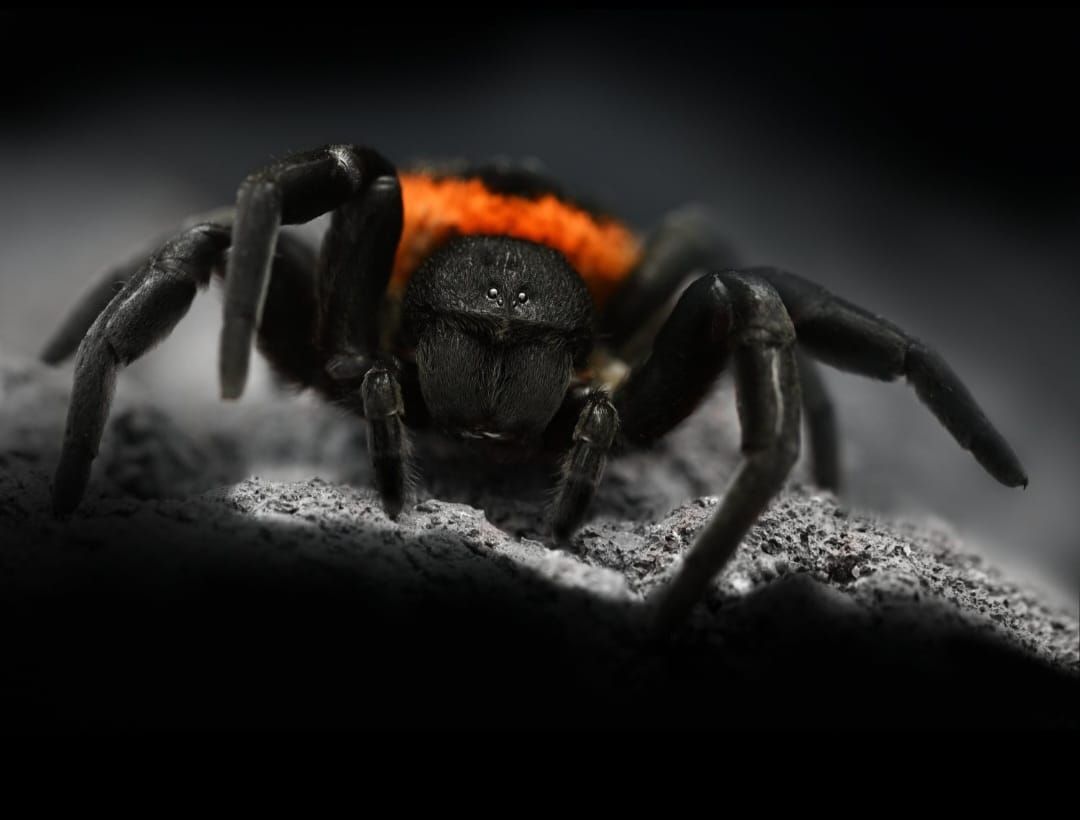 Velvet spider/Eresus walckenaeri "Orange ring"