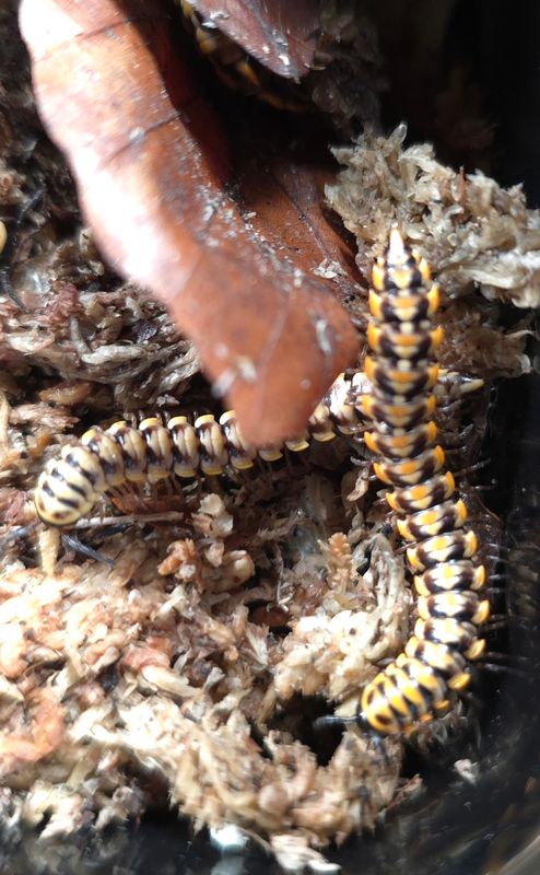 Antheromopha uncinata "Yellow"