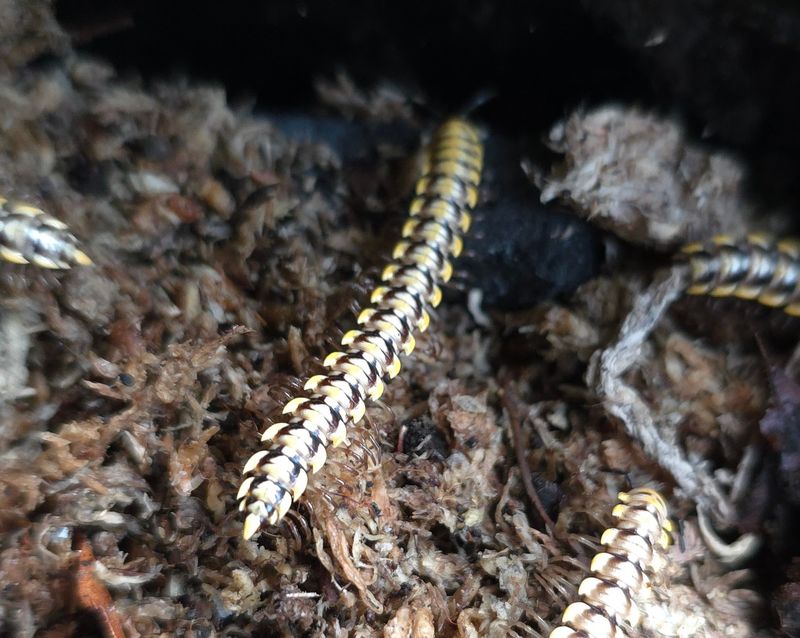 Antheromopha uncinata "Yellow"