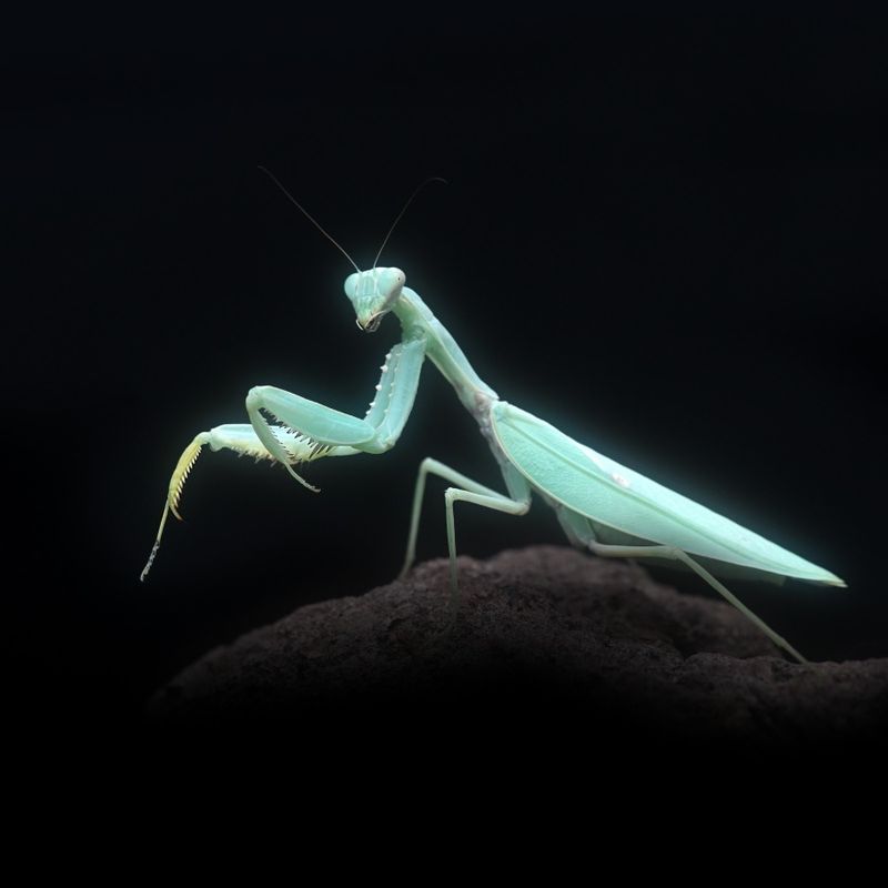 Rhombodera kirbyi