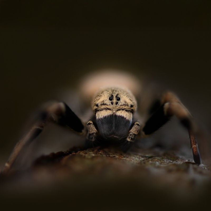 Stegodyphus tibialis(velvet spin)