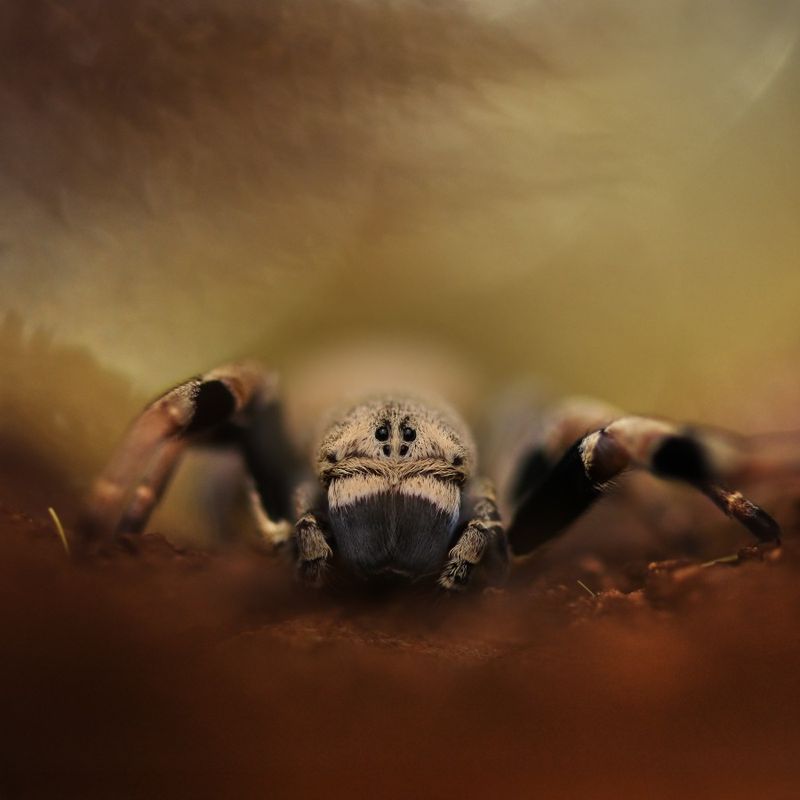 Stegodyphus tibialis(velvet spin)