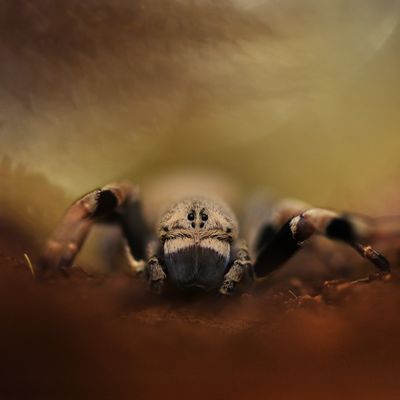 Stegodyphus tibialis(velvet spin)