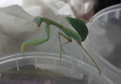 Hierodula transcaucasica