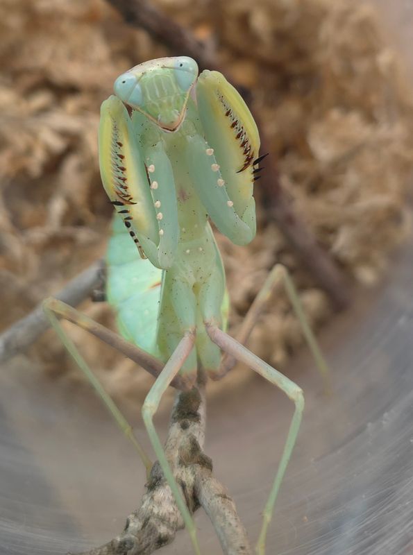 Hierodula transcaucasica