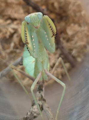 Hierodula transcaucasica