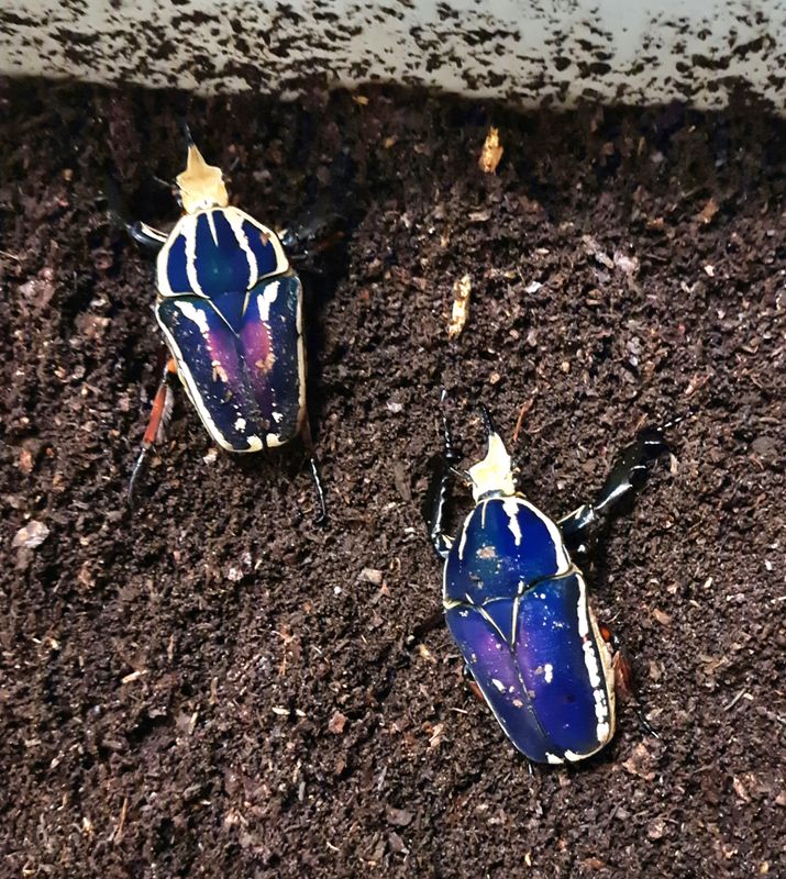 Mecynorrhina torquata ugandensis(MTU)