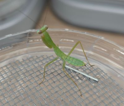 Rhombodera valida