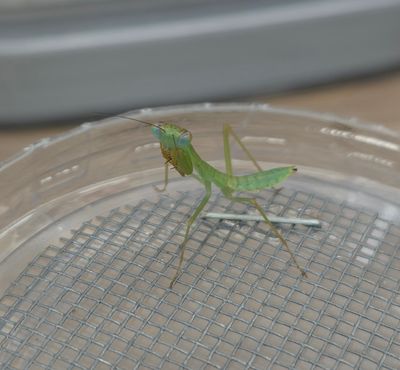 Rhombodera valida