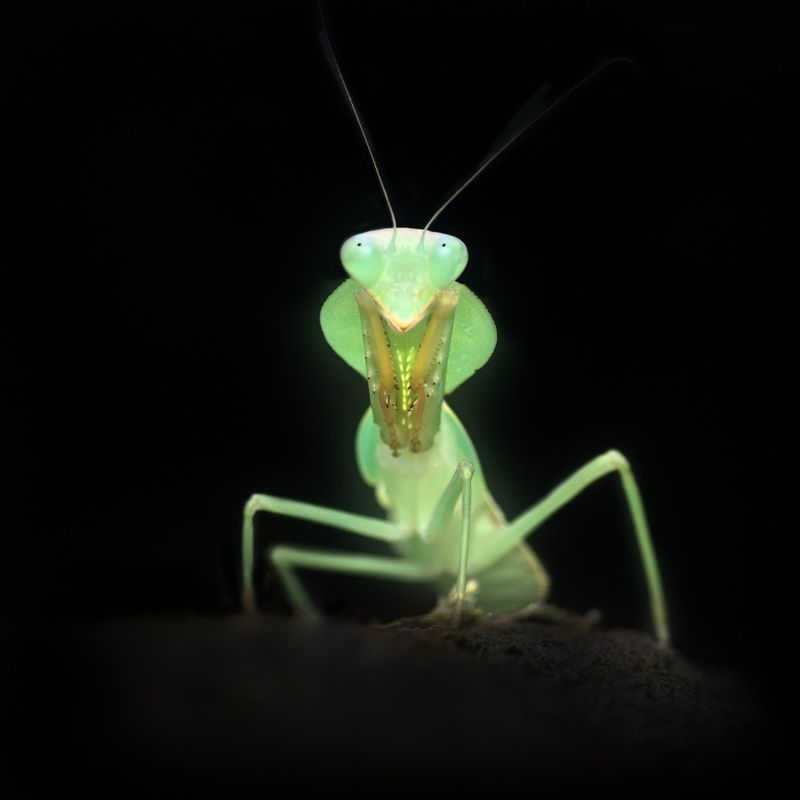 Rhombodera valida