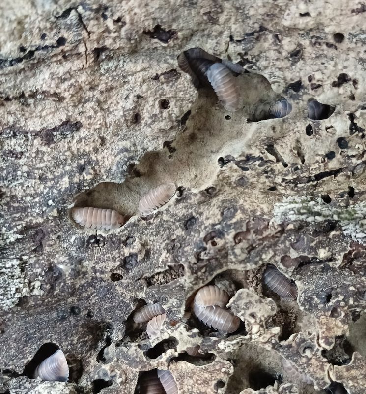 Cubaris sp "Red Pak Chong"