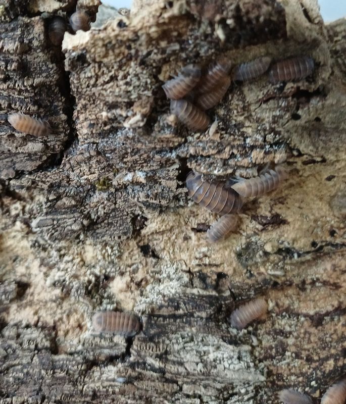 Cubaris sp "Red Pak Chong"