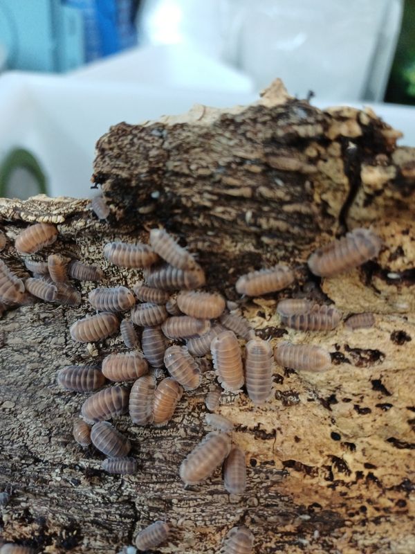 Cubaris sp "Red Pak Chong"