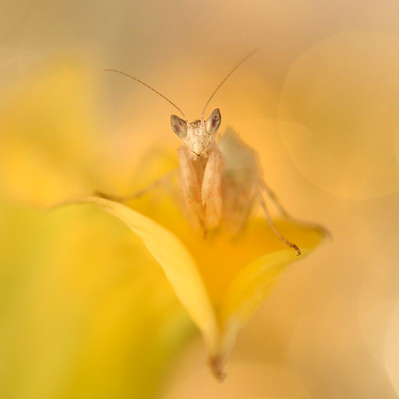 Creobroter gemmatus