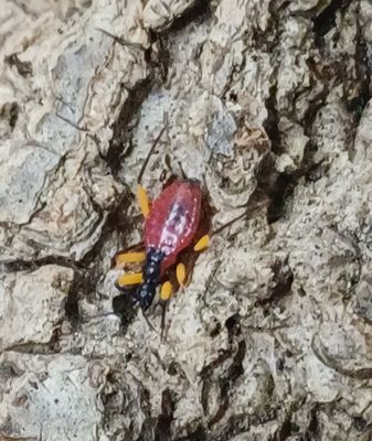 Platymetris biggutatus