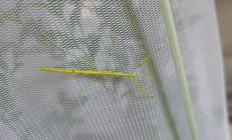 Anarchodes annulipes/ PSG 290