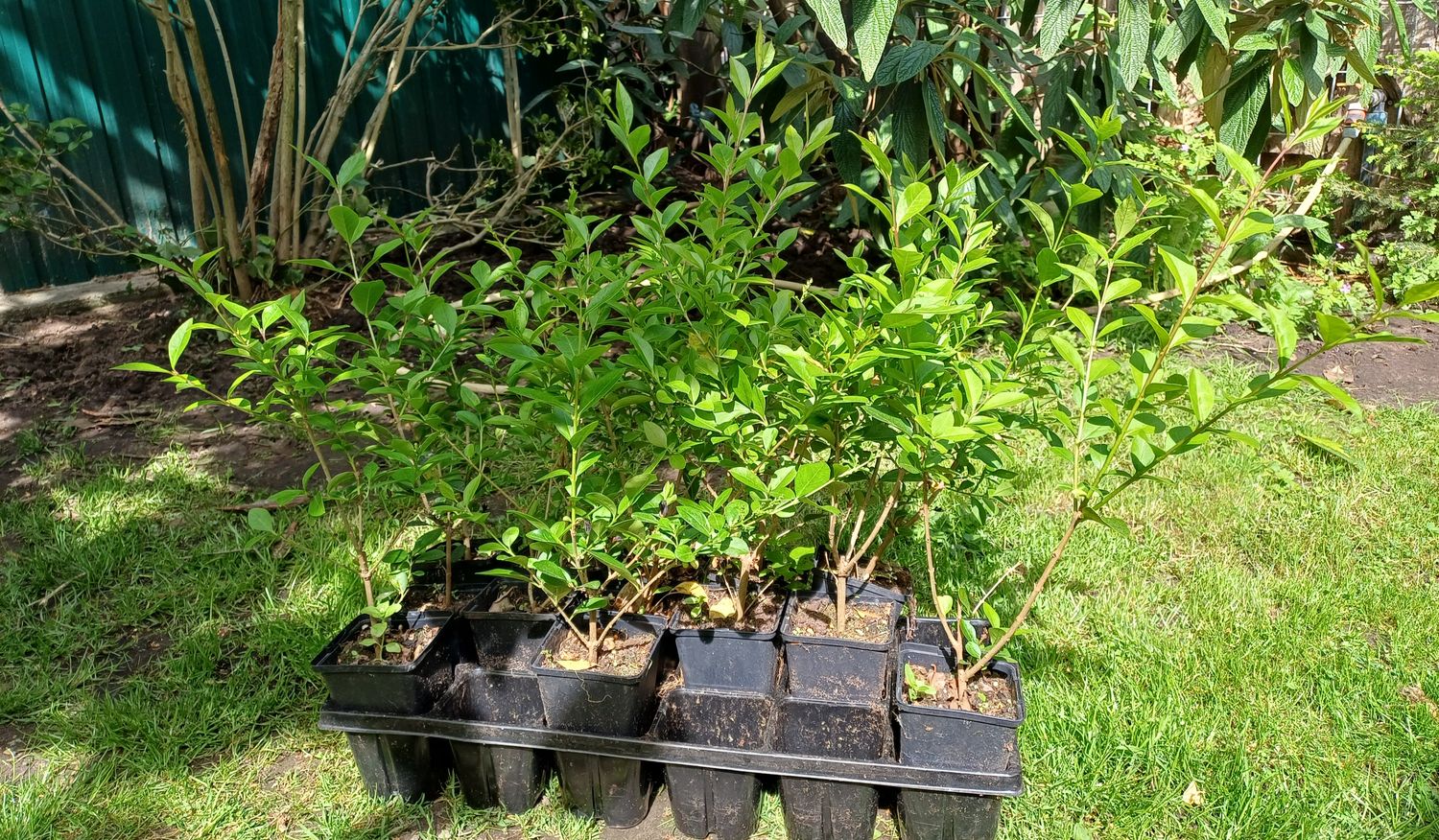 Ligustrum ovalifolium