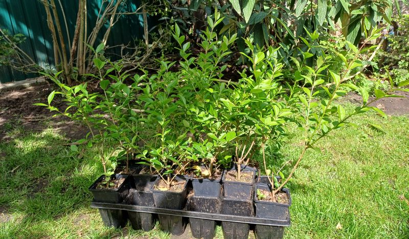 Ligustrum ovalifolium