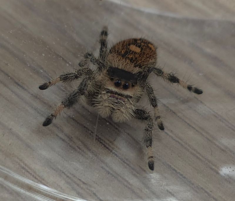 Phidippus regius Sierra de Bahoruco