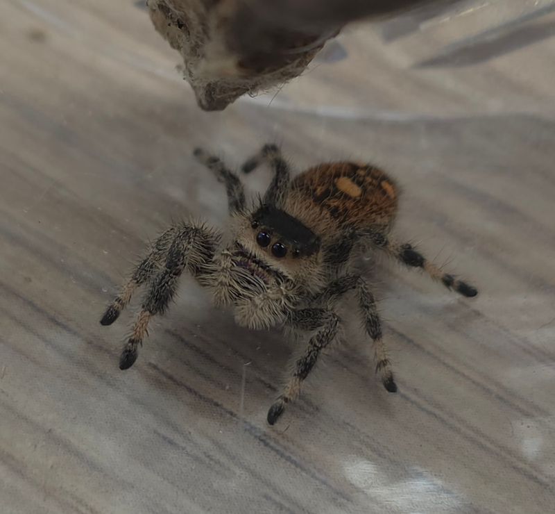 Phidippus regius Sierra de Bahoruco