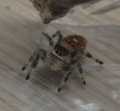 Phidippus regius Sierra de Bahoruco
