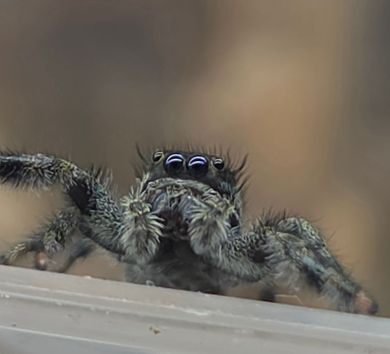 Paraphidippus basilis