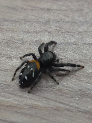 Paraphidippus basilis