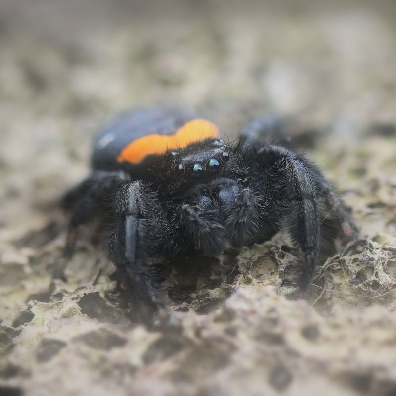 Paraphidippus basilis