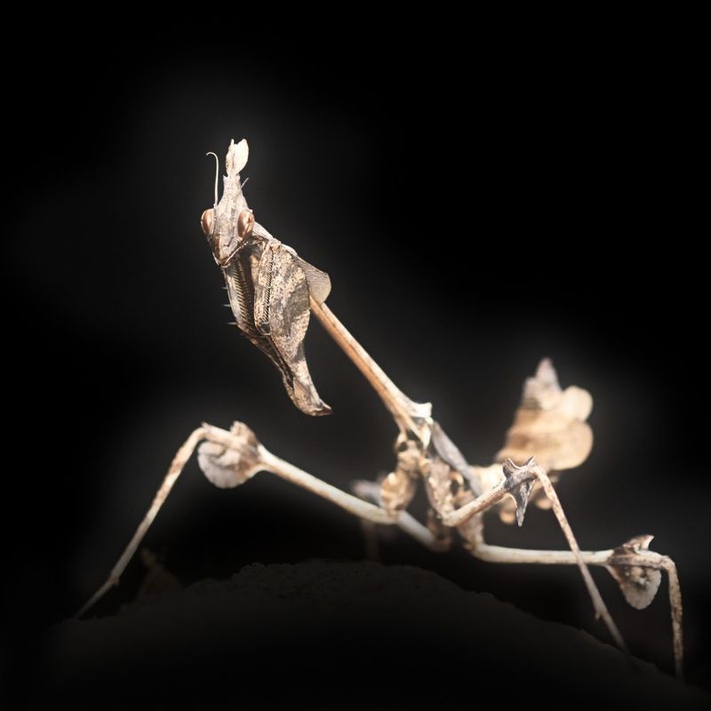 Gongylus gongylodes/ viool bidsprinkhaan