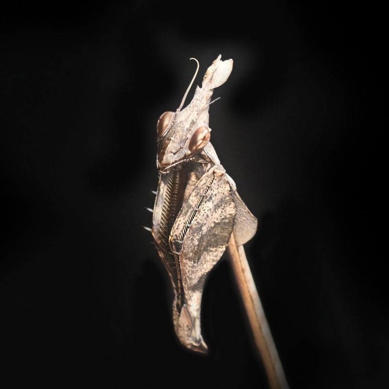 Gongylus gongylodes/ viool bidsprinkhaan