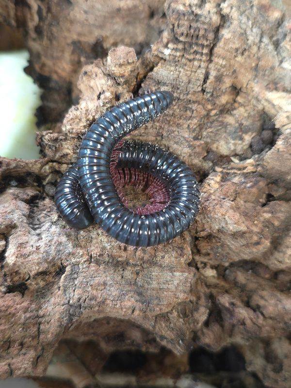 Dendrostreptus macracanthus/pink legged millipede
