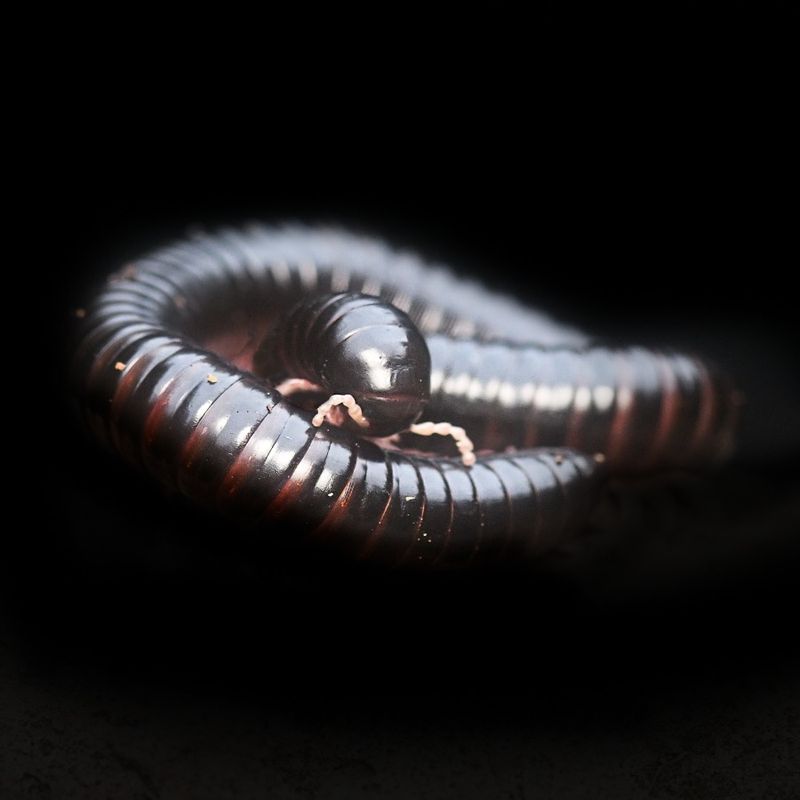 Dendrostreptus macracanthus/pink legged millipede