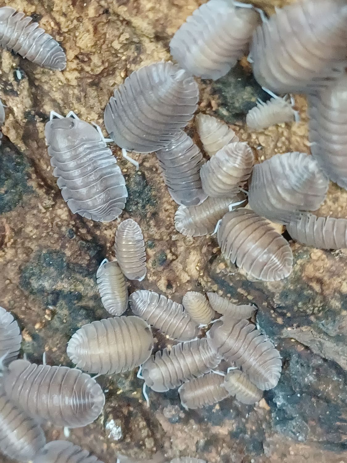 Troglodillo sp "Soil"