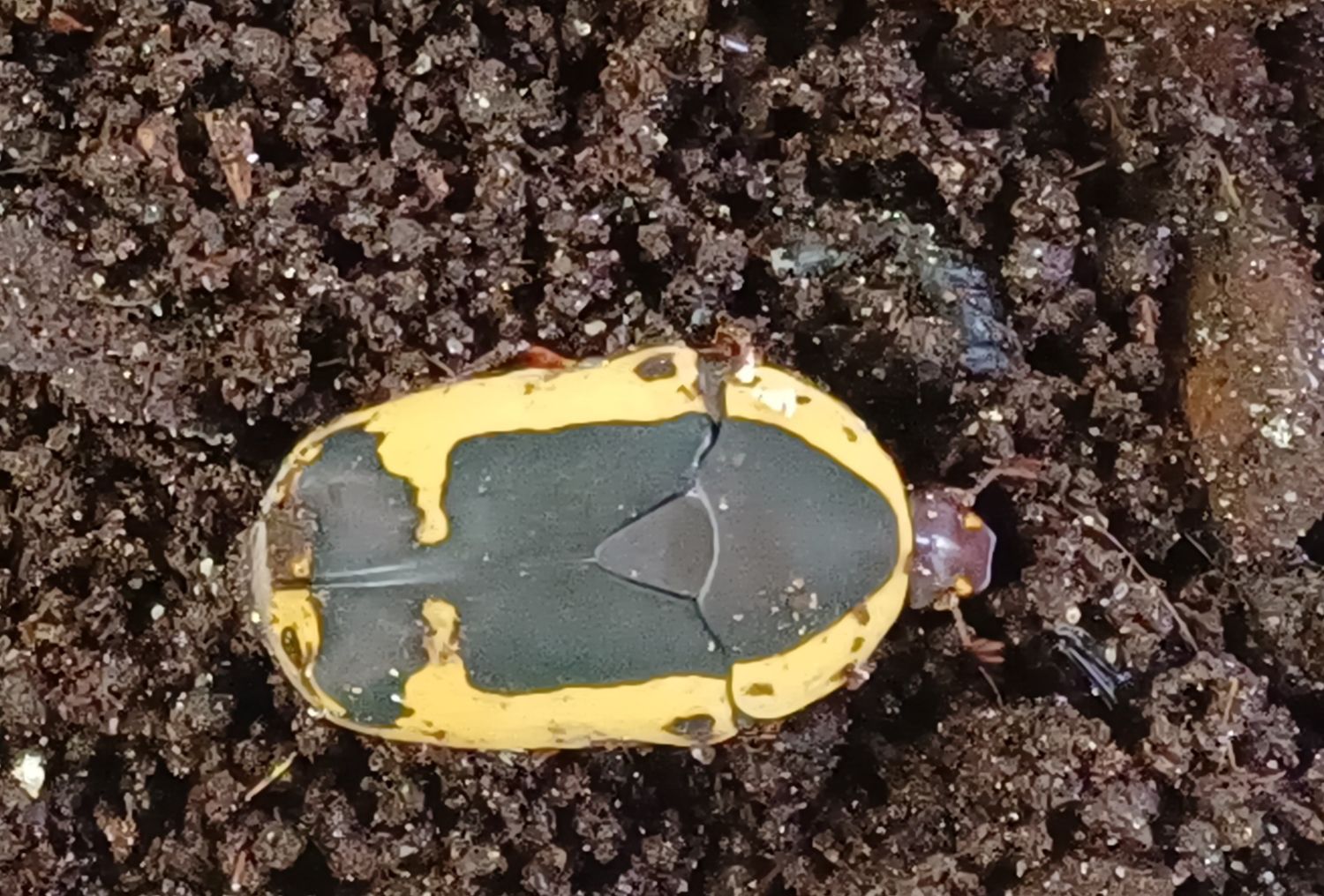 Pachnoda sinuata