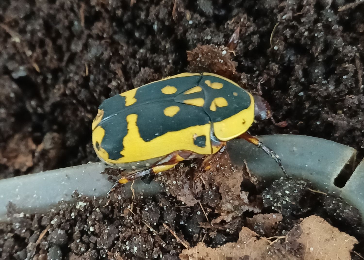 Pachnoda fissipuncta