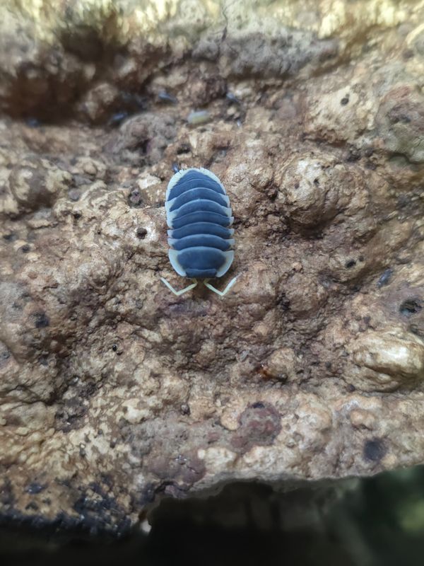 Ardentiella sp 'Milky Edge'