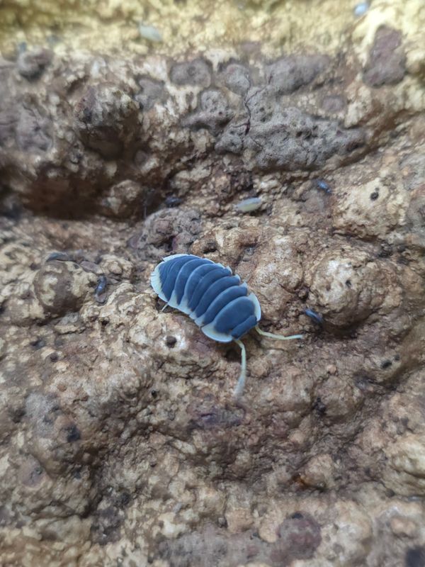 Ardentiella sp 'Milky Edge'