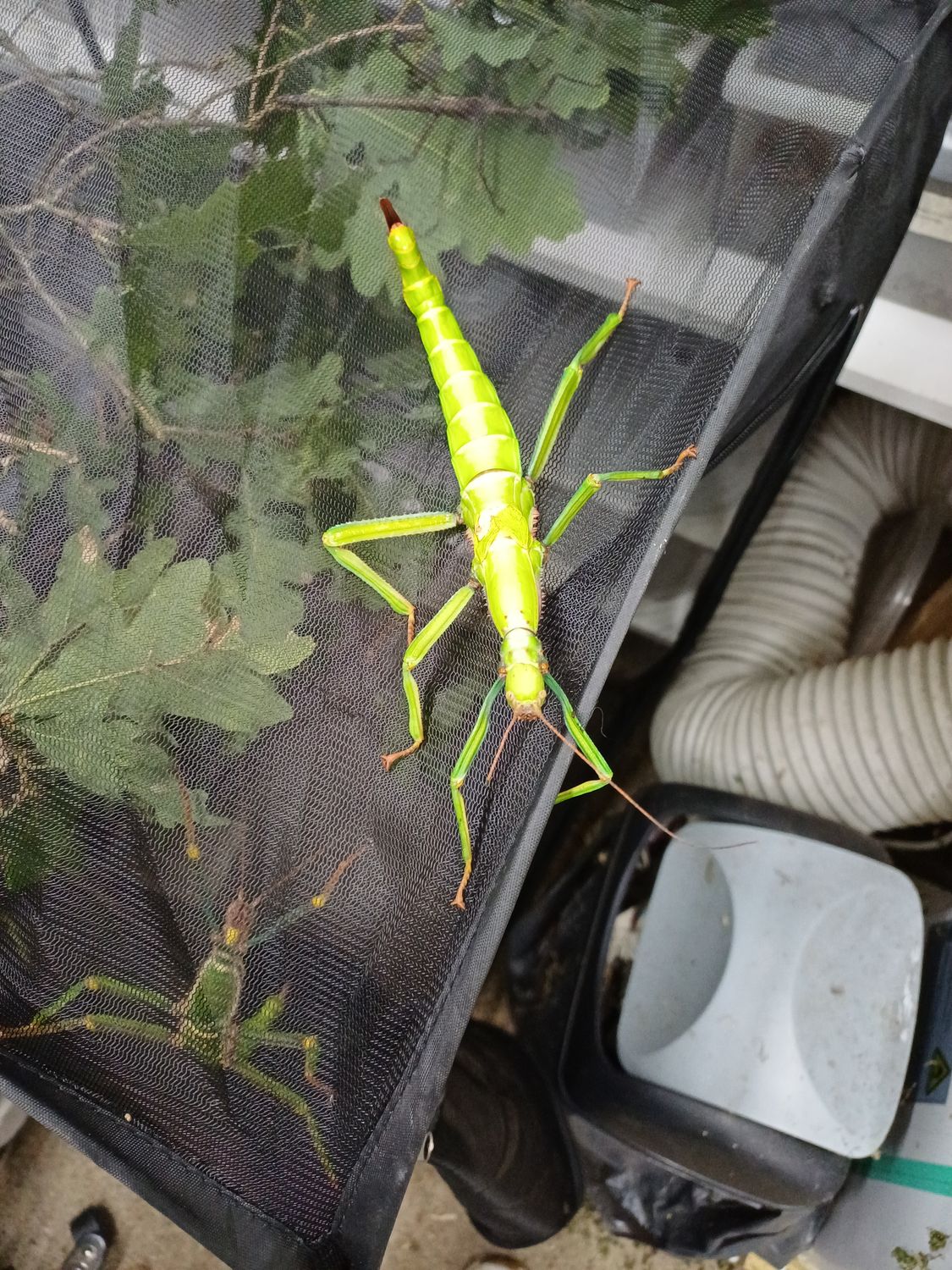 Diapherodes gigantea