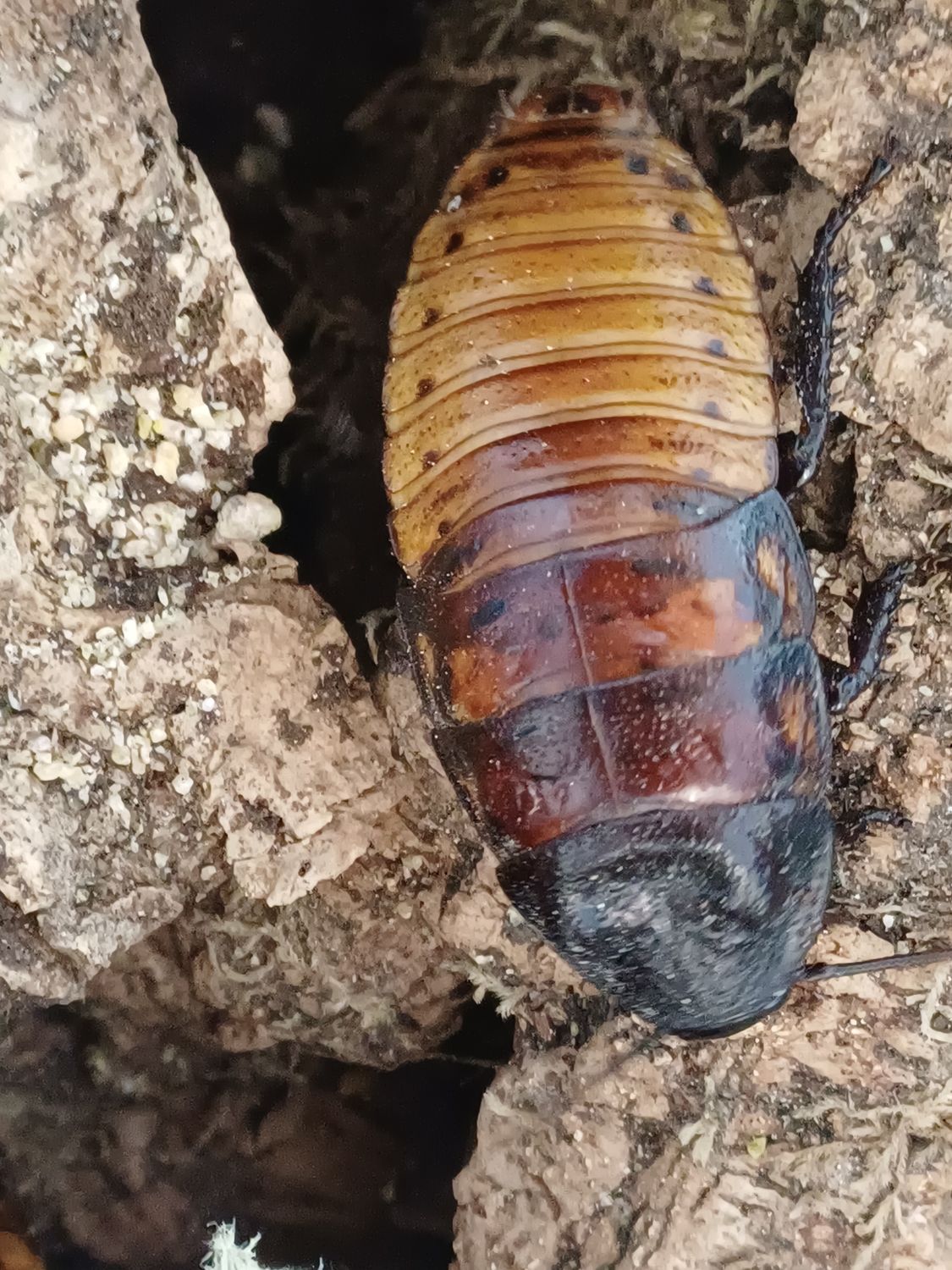 Gromphadorrhina portentosa/sissende kakkerlak