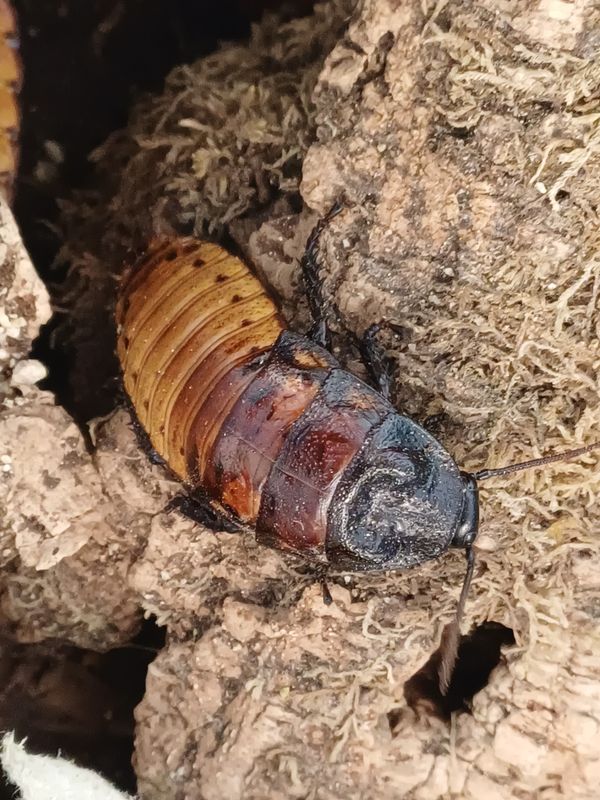 Gromphadorrhina portentosa/sissende kakkerlak
