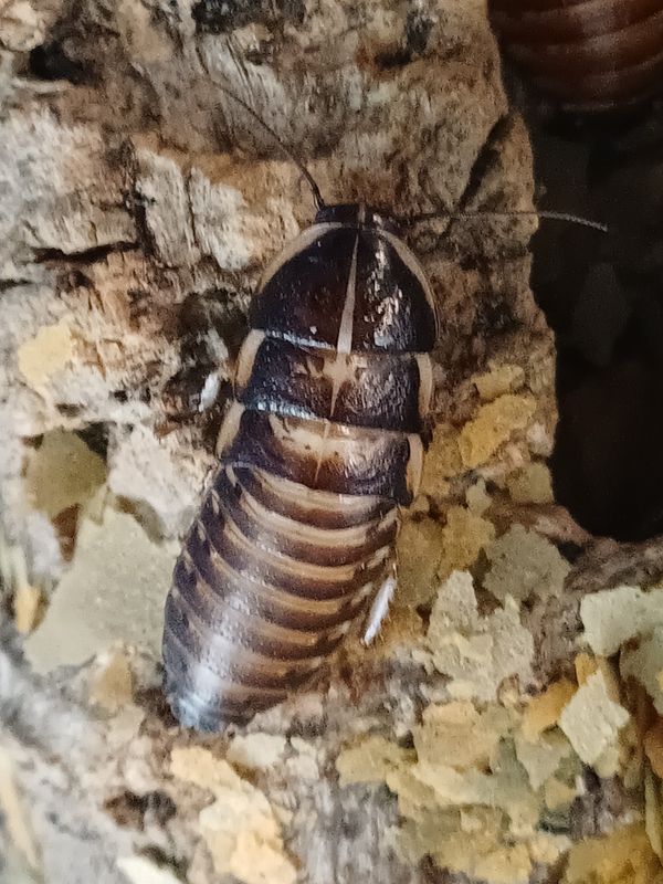 Elliptorhina chopardi/ Dwergsissende kakkerlak